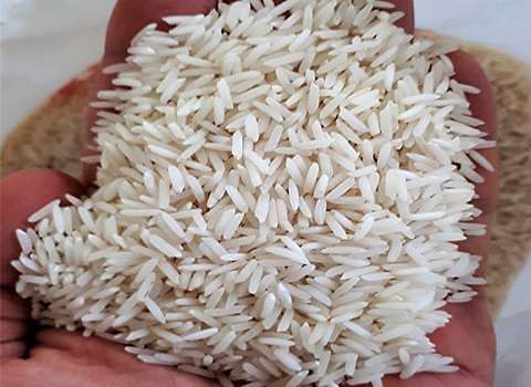 https://shp.aradbranding.com/قیمت برنج ایرانی شیرودی زرک + خرید باور نکردنی